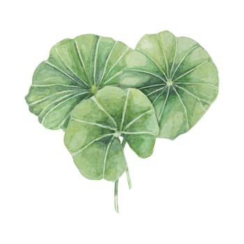 Centella asiatica, gotu cola green bouquet. Hand drawn Asiatic pennywort composition, watercolor botanical illustration, isolated for cosmetics, packaging, beauty, labels, sticker, dietary supplements