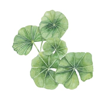 Centella asiatica, gotu cola green arrangement. Hand drawn Asiatic pennywort bouquet watercolor botanical illustration, isolated for cosmetics, packaging, beauty, labels, herbal dietary supplements