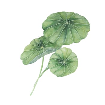 Centella asiatica, gotu cola green arrangement. Hand drawn Asiatic pennywort bouquet watercolor botanical illustration, isolated for cosmetics, packaging, beauty, labels, herbal dietary supplements