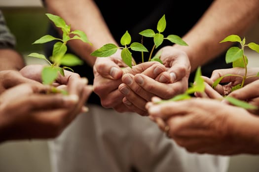 Hands, plants and grow with people or team, business and eco friendly for earth day and collaboration for growth. Investment, environment and community service, nurture or agro for sustainability.