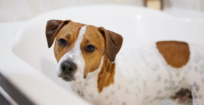 Dog, bath and cleaning health in home for washing hygiene for bacteria with shampoo, grooming or wellness. Bathroom, animal and Jack Russell Terrier in apartment with pet owner care, love or dirty.