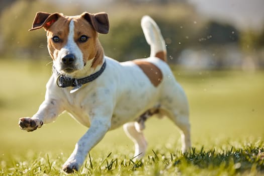 Dog, running and park exercise on field for animal training in summer for healthy development, mobility or wellness. Backyard, outdoor and nature grass as Jack russell terrier, playing or fitness.