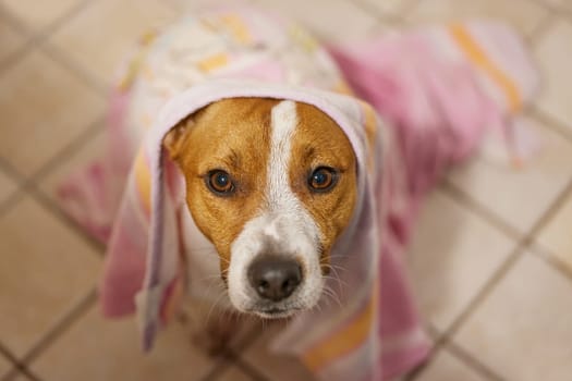 Dog, portrait and towel on head in home for pet grooming or cleaning hygiene for bacteria, healthy or wellness. Animal, face and cloth or Jack Russell terrier for puppy bathing, shower or bathroom.