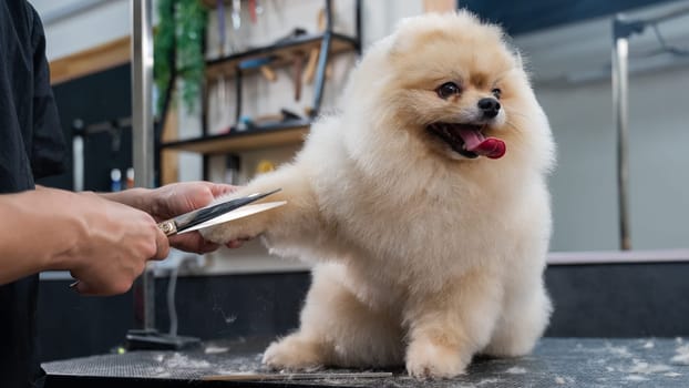 A woman makes a pomeranian haircut with scissors. Spitz dog in a grooming salon