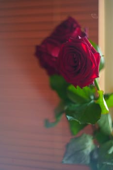 Red Roses. High quality photo