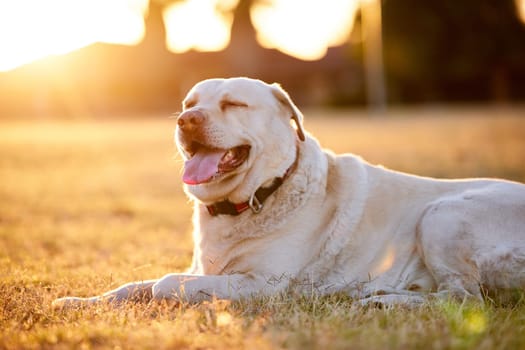 Nature, sunset and dog on ground, relax and grass in backyard, home and labrador in garden of house. Sunshine, morning and sunrise for pet, animal and fun with peace n field, lawn and outdoor.