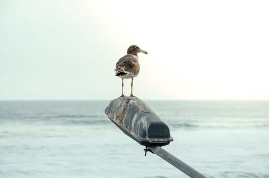 Lone seagull stands on a lamp post with the ocean horizon in the background