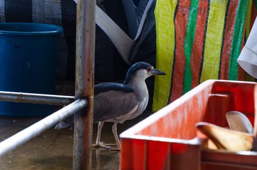 Hungry seagull walking through the market looking for food