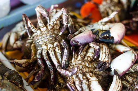Large group of alive sea crabs bundled for sale at supermarket