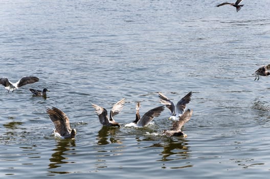 Seagulls, Seagull birds in water, Close up view of white birds, natural blue water background
