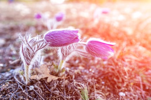 Dream grass is the most beautiful spring flower. Pulsatilla blooms in early spring in forests and mountains. Purple pulsatilla flowers close up in the snow.