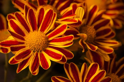 Macro image of bright Chrysanthemum flowers