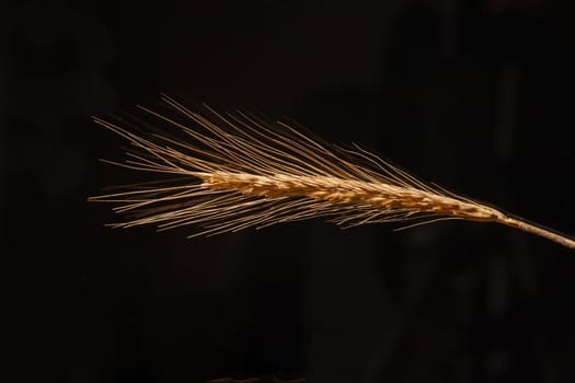 Dried ripe wheat ear isolated on black