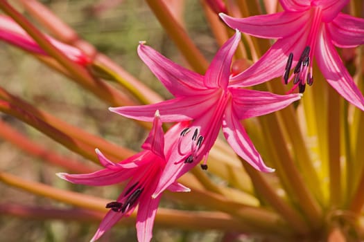 A macro image of the flowers of Nerine laticoma photographed at Walter Sisulu Botanical Gardens in Johannesburg South Africa