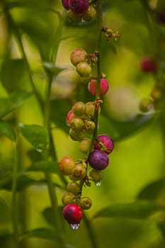 Blueberries (Vaccinium caesariense) naturally ripening on the plant