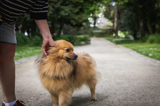 Portrait of an unrecognizable Caucasian woman holding her hand on the leash around the neck of a beautiful Pomeranian dog walking along a path in a public park on a summer day, close-up side view.