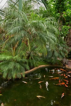 Majestic Japanese Koi Fish Swimming in Pond at Greenhouse. Japanese Carp Gracefully Gliding in Greenhouse Pond. Tranquil Japanese Koi Fish Pond in Greenhouse Oasis. Exotic Japanese Koi Fish in Ornamental Greenhouse Pond. Vibrant Japanese Koi Fish Swimming in Greenhouse Pond