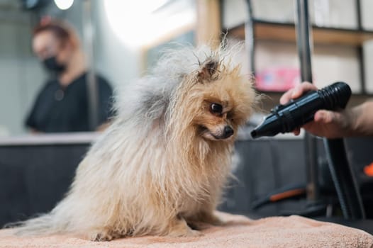 A woman dries a Pomeranian with a hair dryer after washing in a grooming salon