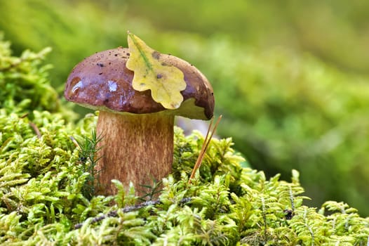 Wild Boletus pinophilus also known as the pine bolete or pinewood king bolete, surrounded by the vibrant green hues of moss and grass