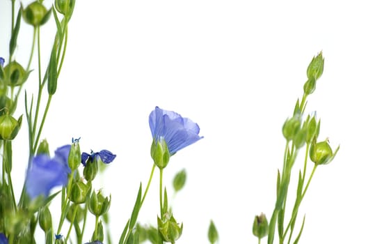 Close-up of a vibrant and beautiful blue flax flowers and plants isolated on white background