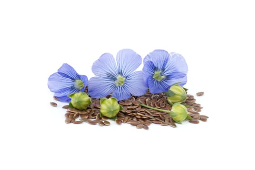 Flax flower and linseed seeds with flax fruit round capsules isolated on white background