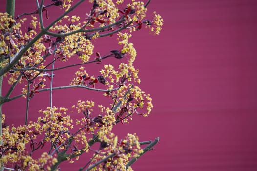 Red maple female tree with yellow flowers blooms in front of a vivid pink wall