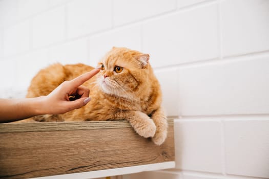 In this heartwarming portrait, a woman smiles while cuddling her Scottish Fold cat at home on a table, symbolizing the joy and togetherness of pet ownership.