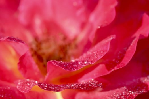 Pink yellow rose flower petals with dew drops. Macro flowers background for holiday design. Soft focus