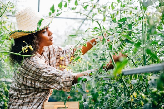 In a greenhouse a black woman farmer nurtures tomato plants watering with a spray bottle. Carefully tending to growth and development in farming technology.