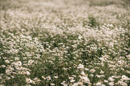 Daisy Chamomile background. Beautiful nature scene with blooming chamomilles in sun flare. Sunny day. Summer flowers