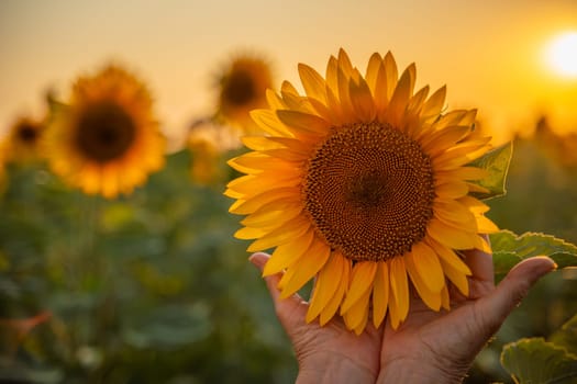 Female hands holding sunflower flower against the backdrop of a sunflower field at sunset light. Concept agriculture oil production growing sunflower seeds for oil.