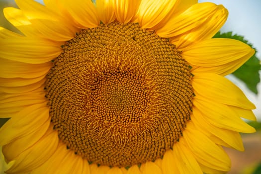 Field sunflowers in the warm light of the setting sun. Summer time. Concept agriculture oil production growing