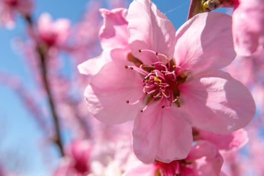 close up pink peach flower against a blue sky. The flower is the main focus of the image, and it is in full bloom