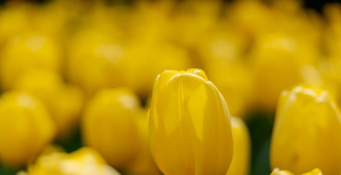 Yellow tulips spring blossoming , bokeh flower background, pastel and soft floral card, selective focus.