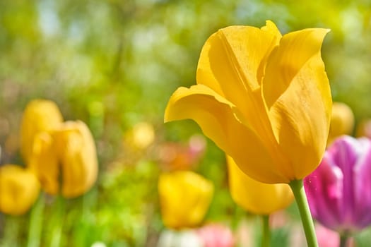 a bulbous spring flowering plant of the lily family, with boldly colored cup shaped flowers