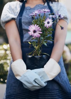 Flowers, hands and person gardening with pot plant for growth, development and nursery service. Gardener, florist and eco friendly farming closeup for nature, horticulture and floral sustainability.