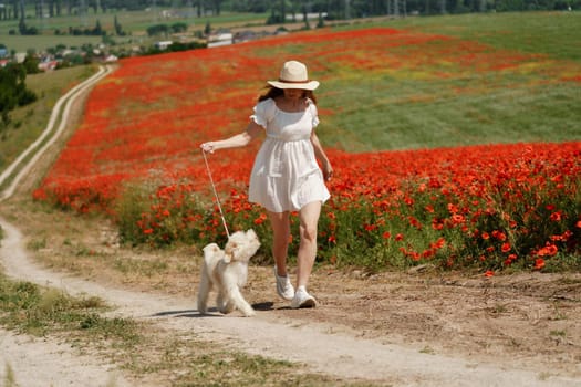 woman with dog. Happy woman walking with white dog the road along a blooming poppy field on a sunny day, She is wearing a white dress and a hat. On a walk with dog.