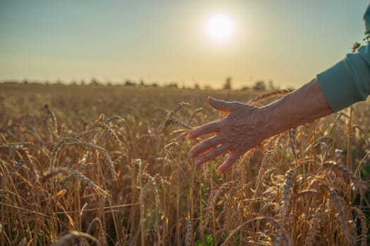 A hand reaching out to a field of wheat. The field is dry and the sun is shining brightly