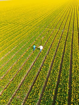 Men and women in flower fields seen from above with a drone in the Netherlands, Tulip fields in the Netherlands during Spring, diverse couple in spring flower field Springtime