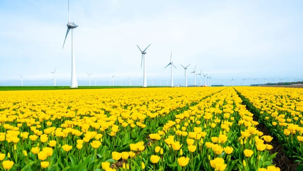 windmill park with tulip flowers, windmill turbines in the Netherlands Europe. windmill turbines in the Noordoostpolder Flevoland, yellow tulip field in Spring