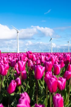 A picturesque scene unfolds as a vast field of pink tulips sways gracefully in the wind, with iconic Dutch windmill turbines standing tall in the background.