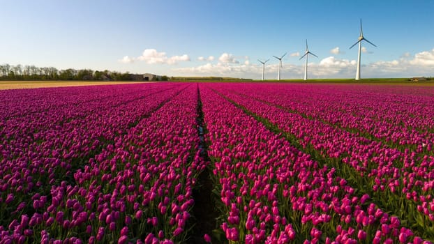 A vibrant field of colorful tulip flowers dances gracefully in the wind, with majestic windmills standing tall in the background under a clear blue sky. in the Noordoostpolder Netherlands