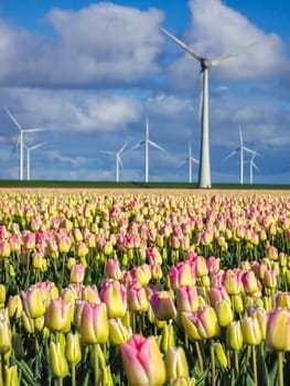 A mesmerizing sight of colorful tulips spreading across a field, with majestic windmills standing tall in the background, gracefully turning with the spring breeze.
