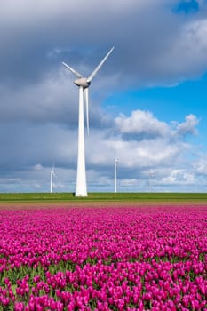 A vibrant field of purple tulips sways gracefully in the spring breeze, with a windmill turbine standing tall in the background in the Noordoostpolder Netherlands