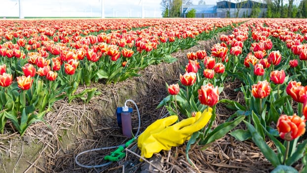 sprayer with pesticides and gloves on the soil ground with a colorful tulip field in the Netherlands. Farmers spraying against plant diseases and pests and unwanted plants, Glyphosate herbicide