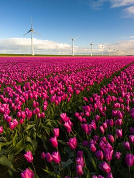 A breathtaking field of pink tulips dances in the wind, while majestic windmill turbines stand tall in the background, painting a picture of serene beauty in the Noordoostpolder Netherlands