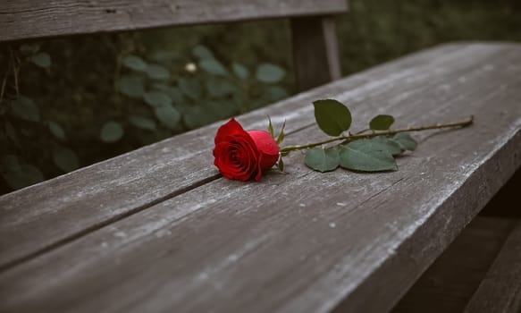 A photo of a single red rose lies gently on a weathered wooden bench, its velvety petals spread wide against the aged grain of the wood