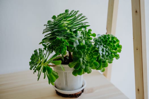 A succulent Aeonium in a white plastic pot stands on a wooden table. Landscaping of interiors. Houseplant.