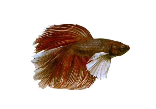 Detail of Red betta fish or Siamese fighting fish isolated on white background with clipping path. Beautiful movement of Betta splendens (Pla Kad). Selective focus.