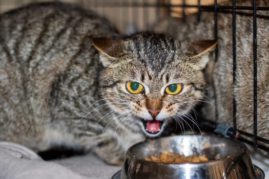 A Felidae, carnivorous, small to mediumsized cat with whiskers and snout is eating food from a bowl in a cage. This terrestrial animal with fur is usually found in the wild